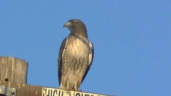 The Hawk
