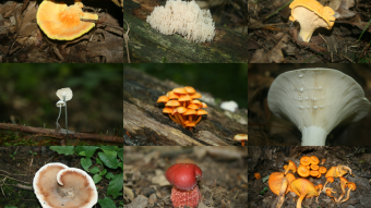 Mushroom Monday - An Abundance of Summer Fungi