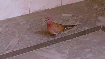 Free Bird lives in my house freely