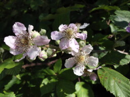 Blackberry Flowers