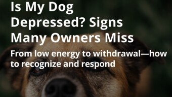 Is My Dog Depressed? Signs Many Owners Miss