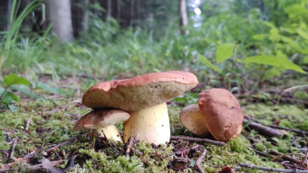 Mountain buttercup - Very rare edible mushroom