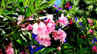 More oleanders and bluebells under the sun