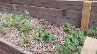 CC's herb garden