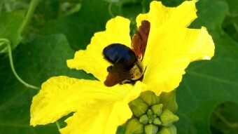 Flower Photography
