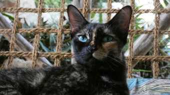 Eyes the color of the ocean and yellow sand - Kittens in Zanzibar