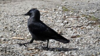 Take a bold step towards your fate - another meeting with jackdaws