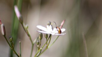 Trip #2 Through Macro World in Santa Justa Sierra | Portugal