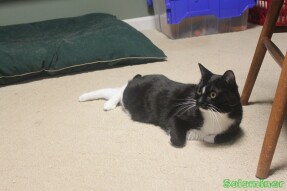 Walter deciding on his next move
