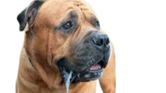 Como o Bitcoin, ganhe Dogecoin agora!