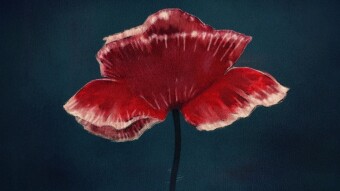 Poppy