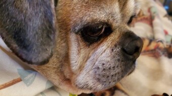 I Earned Bitcoin For Taking My Fur Baby To The Groomer