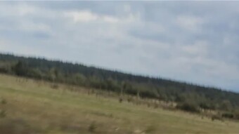 Volyn forest