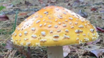 The Yellow American Fly Agaric (Amanita muscaria guessowii) - A Vibrant Psychoactive Fungi