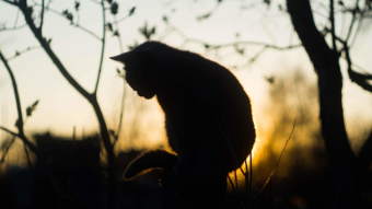 Silhouettes of cat in the rays of the setting sun