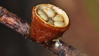 Mushrooms occurring in Europe - Crucibulum laeve