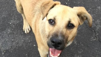 I was able to rescue Happy thanks to crypto tips and referrals.