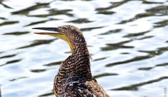 Tiger Heron - Majahuas, Mexico