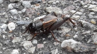 This is a Big Cricket