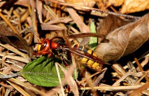 Found A European Hornet (Vespa crabro L.) On A Hike