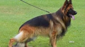German Shepherd Dog