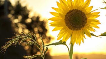 Osimo – Estate 2025: tra sagre, spiritualità e novità culturali
