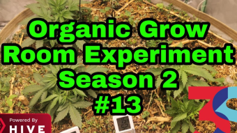 Organic Grow Room Living Soil Experiment Season 2 #13