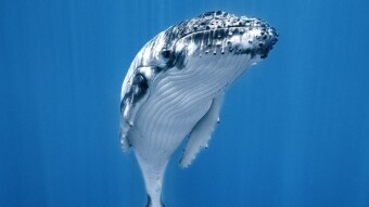 $WHALE is making waves.