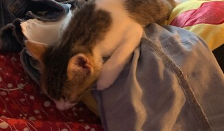 LOCOstories #4 He can sleep everywhere, even in my clean clothes ;)