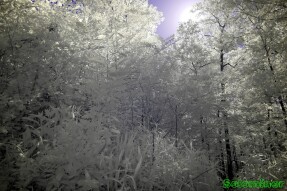 Ultraviolet and Infrared Photography - Walking through the woods near the Georgia Alabama line Part 1