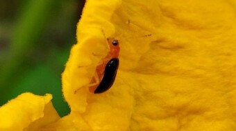 Beetle bug videography.
