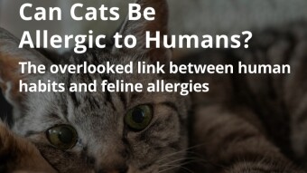 Can Cats Be Allergic to Humans?