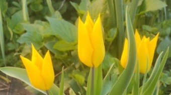 Tulip buds