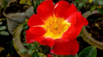 Red rose photography