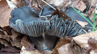 March mushroom and its sensual gills - Early spring edible mushrooms