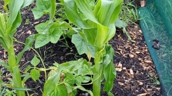 Our Vegetable Plots #21