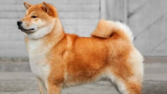 SHIBA INU TO SEE $1.2 BEFORE JULY 2024