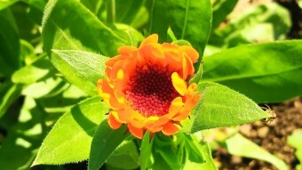 ColorChallenge TuesdayOrange - Autumn Flower