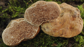 Mushrooms occurring in Europe - Tuber magnatum