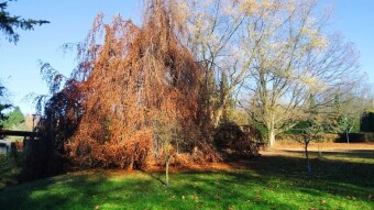 A Beautiful November Friday - My Actifit Report Card: November 7, 2025