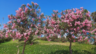 Oleander trees