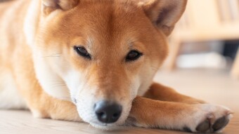 Vitalik Tipped 505 billion Shiba Inu (SHIB) Tokens Now Worth $11 Billion