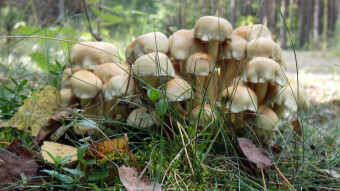 Hypholoma fasciculare - Healing properties of mushrooms