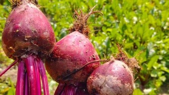 Beetroot helps reduce cholesterol and has many benefits