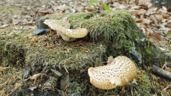 Unusual dishes made of unusual spring forest mushrooms - Dryad's saddle