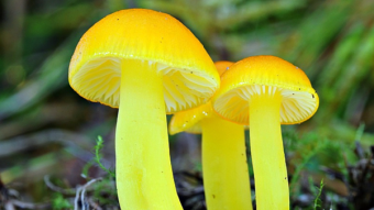 Mushrooms occurring in Europe - Hygrocybe chlorophana