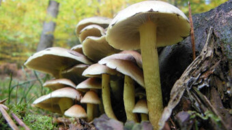 Sulfur tuft and brick cap poisonous almost like toadstool