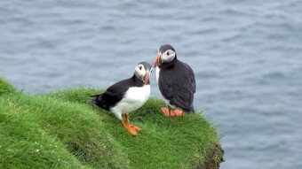 Puffins from the Faroe Islands - a bird like from a Japanese cartoon
