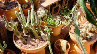 Year-Round Easy Plants to Spruce Up Your Home