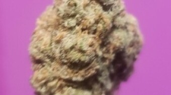 budstarcubes and Bud Face